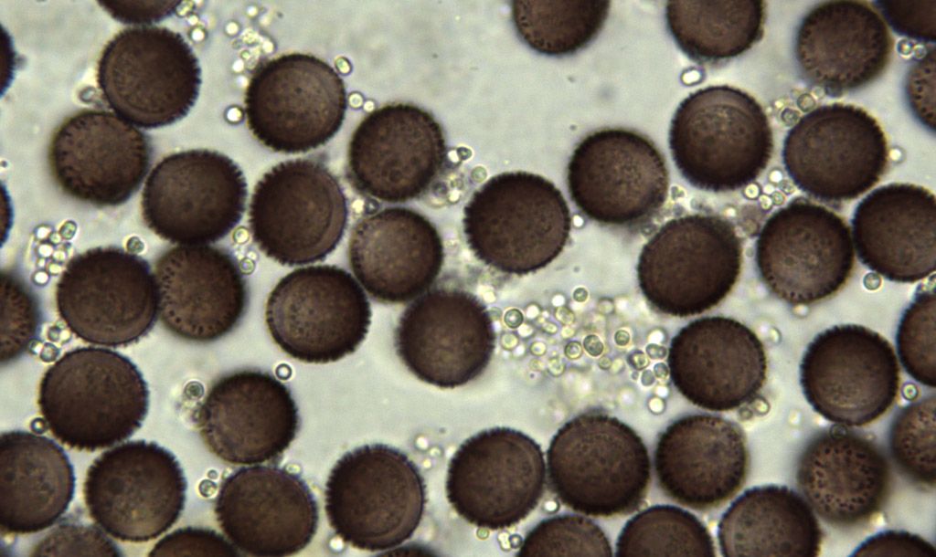 Physarum decipiniens (??)